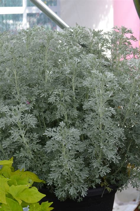 parfum d'ethiopia artemisia plant.